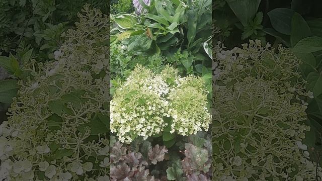 Гортензии в июле 2024