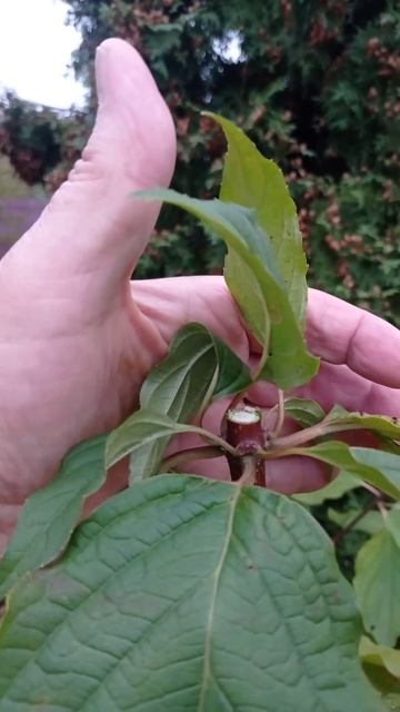 Особенность осенней обрезки метельчатой гортензии.