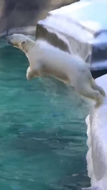 Белый медведь. Новосибирский зоопарк