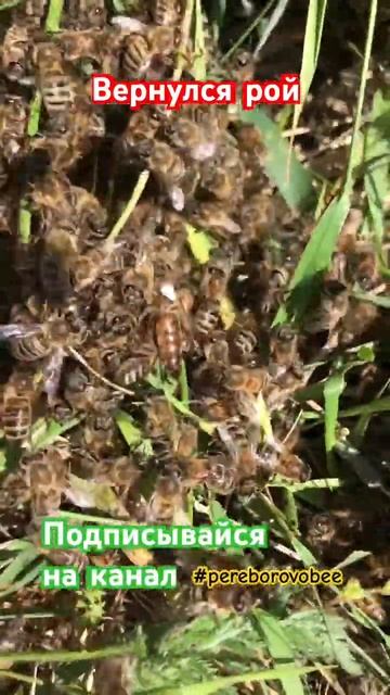 Вернулся рой обратно! ПЧЕЛОВОДСТВО! #pereborovobee #пчеловодство #пасека #роение