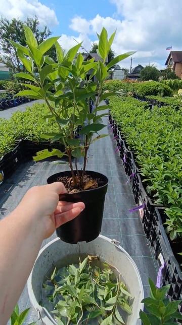 Гортензия Металлика. Хит 2024 года. # гортензияметаллика