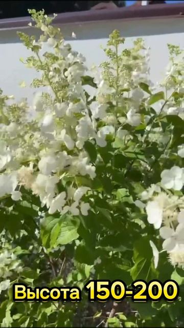 Гортензия Пинк Леди обзор сорта #цветы #сад #дача #garden #p
