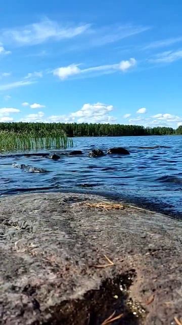 Карелия, озеро среднее Куйто