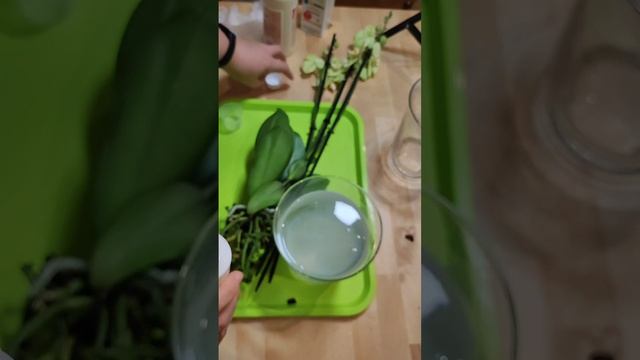 Пересадка орхидеи в открытую систему из горшка - в пус