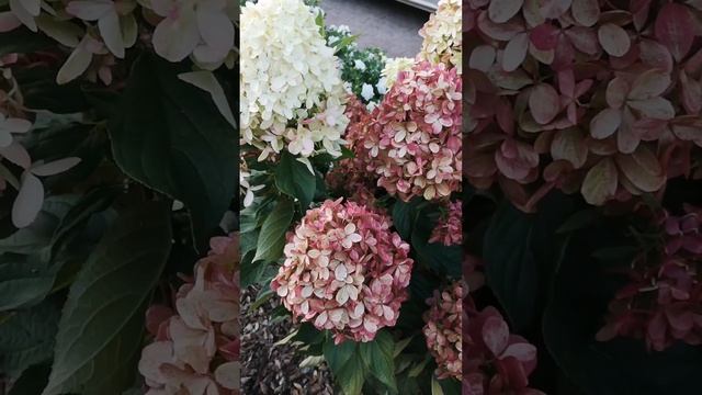 Светлая и Тёмная сторона гортензий