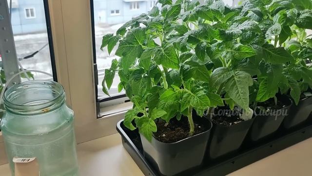 1 литр в лунку при посадке ТОМАТОВ и будет много урожая