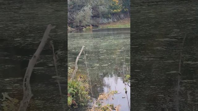 Леха тащит. Рыбалка на живца.