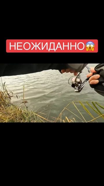 Ультралайт трещит 😱😱😱 #рыбалка #fishing #щука #рыбалкан