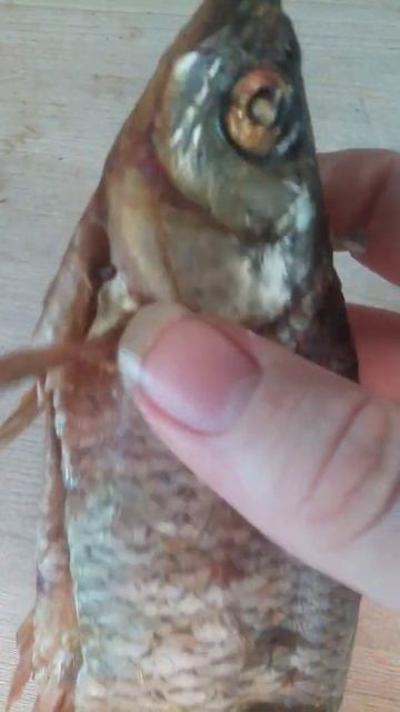 што это за вид рыбы реально не знаю