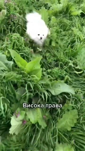 Білий не надовго🤣 #село #шпіц  #собака #померанскийщпиц