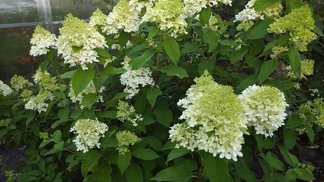 Садовые цветы и красивая музыка для души