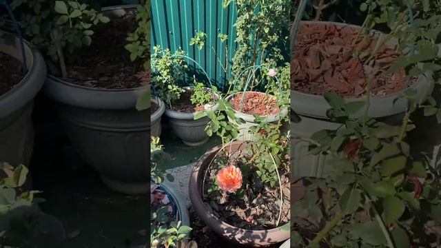 Карамель Антик, Романтик Антик, розы в кашпо 4 октября 2