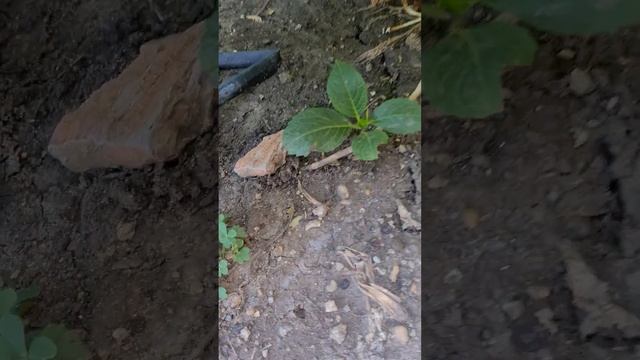 Размножение крупнолистной гортензии отводками. Мой у?