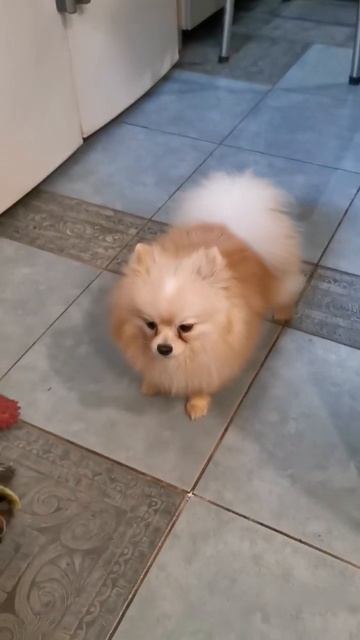 мальчик, той шпиц, др 18.06.2020