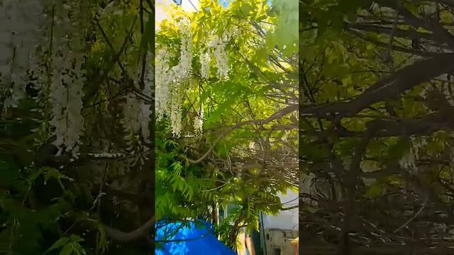 Глициния белая цветет #garden #глициния #shortsvideo #сад #садов