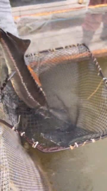 КРУПНЫЙ УЛОВ в сачке! #shorts #short #shortvideo #fishing