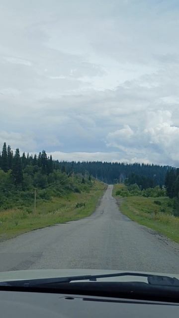 а тут вековые ели? кто знает? #риддер #зайцы