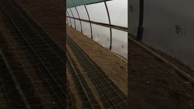 подготовка к посадке черенков хризантемы