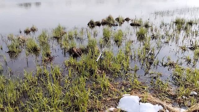 ГДЕ Искать и КАК Ловить Крупного КАРАСЯ? Что любит Кар?
