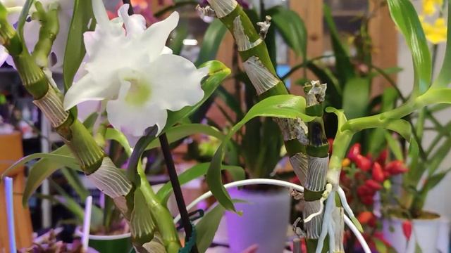 ДЕНДРОБІУМ ГІБРИД IRENE SMILE / DENDROBIUM HYBRID IRENE SMILE