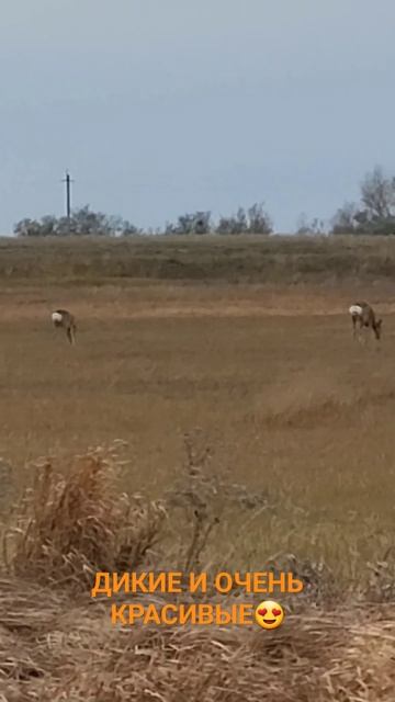 ДИКИЕ и очень КРАСИВЫЕ😍 #shorts #youtube #shortvideo #reels #fishing#nature #