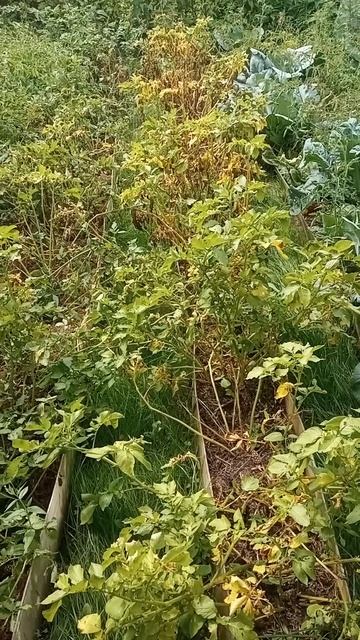 Азофоска конец эксперимента на картофеле