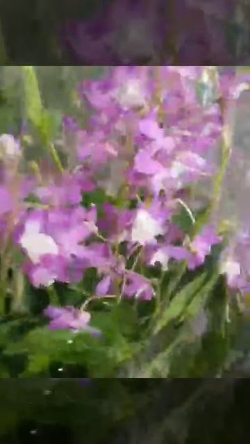 Дендрофаленопсис Берри Ода