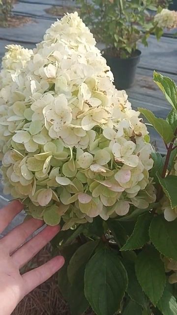 Гортензия Меджикал Мунлайт