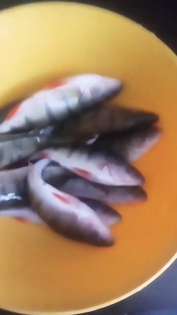 Окунь. Буду вялить. #челябинск #2024 #зима #домашнийповар