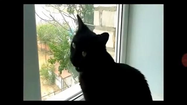 Песня мой кот любит хип-хоп