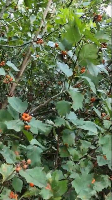 Решил накатить бояры по совету Петра Толстого. Сбор яг