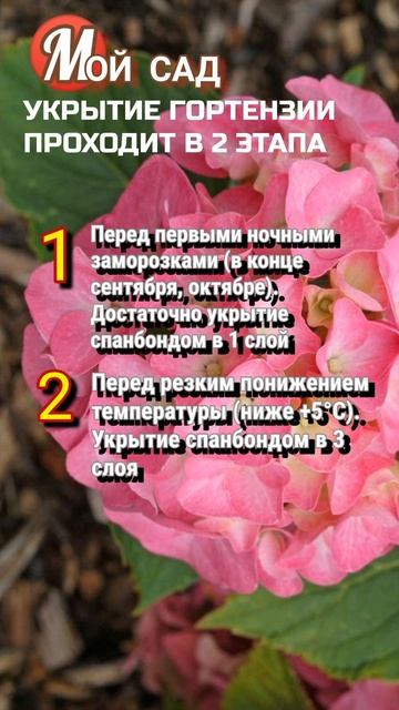 🌿🌹🌿 Сад#Цветы#ГОРТЕНЗИЯ крупнолистная#Укрытие на з