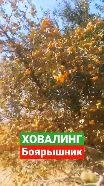 #shorst Ховалинг Боярышник