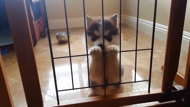 Щенок хаски требует свободы