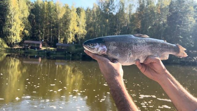 13 Сентября 2024 года Зарыбление Радужной Форелью водоем