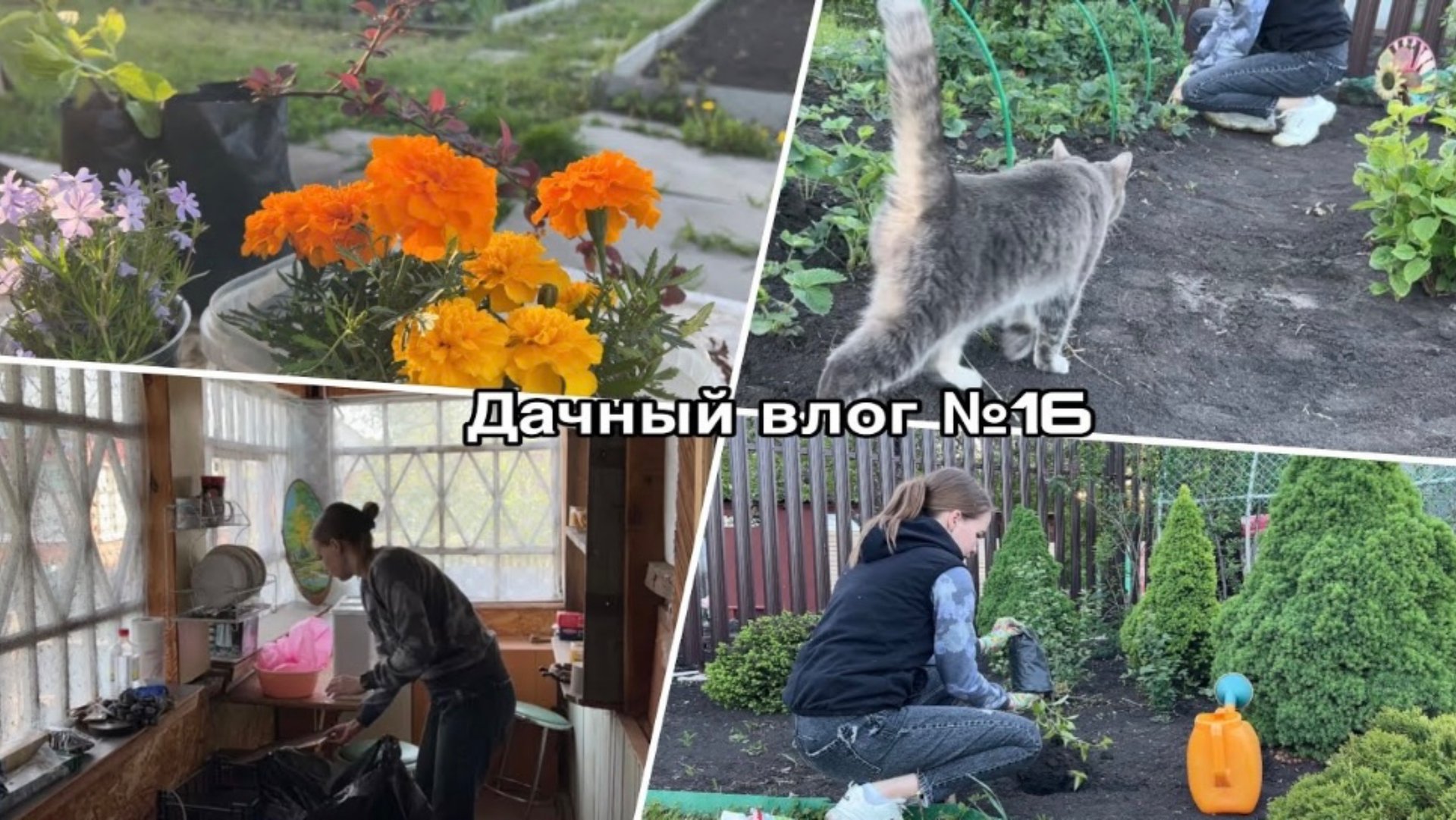 Дачный влог №16 🍓 Расхламление дачного дома | Посадка новых растений