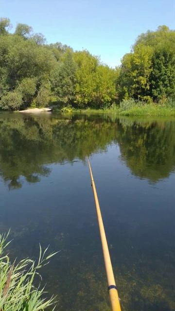 Рыбалка на ПОПЛАВОЧНУЮ удочку 🐟🎣🐟 РЕКА ЗУША 🐟🎣🐟