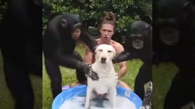 Свиньи и обезьяны