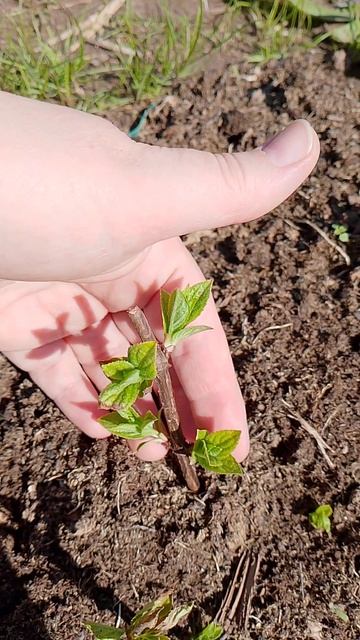 Обрезка гортензии на одну или две пары почек для крепк