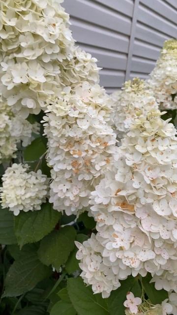 Вот так разрослась гортензия у нашего дома!