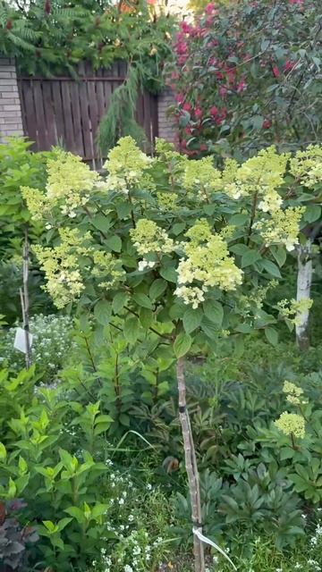 SUNDAE FRAISE#hydrangea#tree #flowers #гортензия #гортензія #garden #штамб #