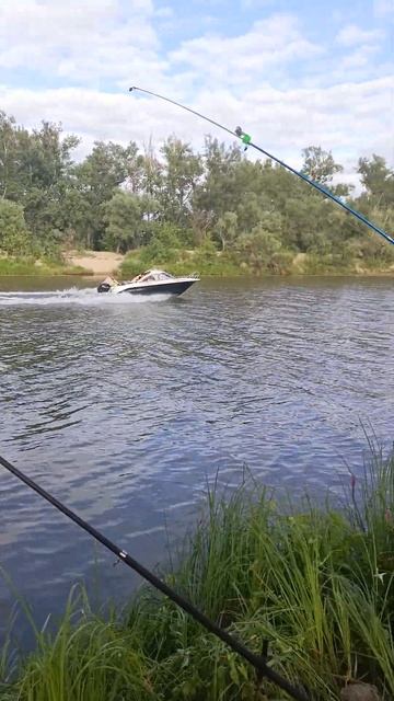 #карп #carpfish #fishing #рыболовная #fish #рыбалка #freshwaterfish #рыба?
