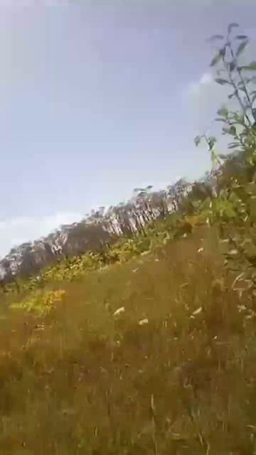 Заросли.Дебри из борщевика.