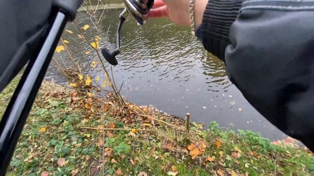 Как поймать большую плотву осенью в малом ручье 🍁🐟: ?