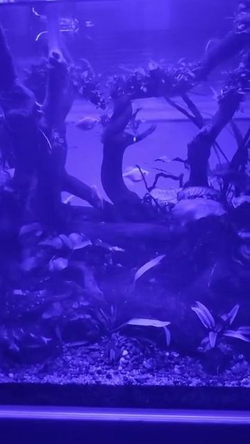 лунное освещение, светильник Chihiros RGB VIVID 2