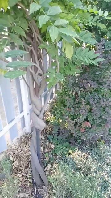 #растениядлясада #можевельник#топиарий#садсвоимирука