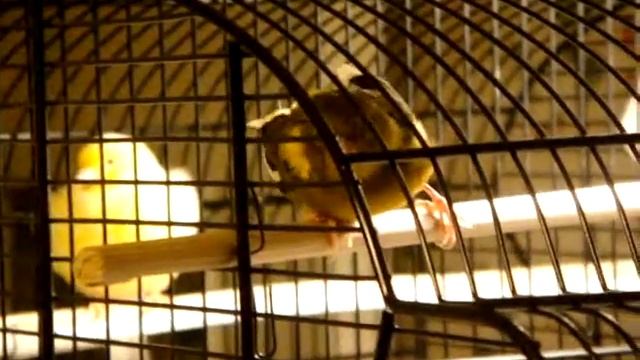 переваливается на один бок и жмется в жердочке