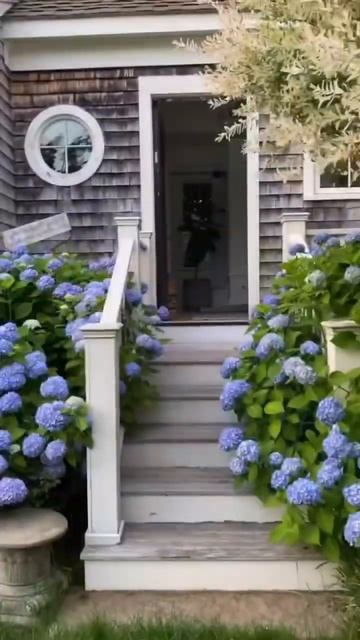BLUE HYDRANGEAS #garden #гортензія #flowers #гортензия ##shorts #садмечты
