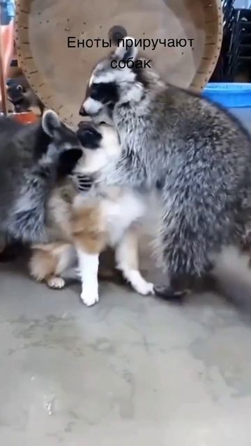 Еноты приручают собак