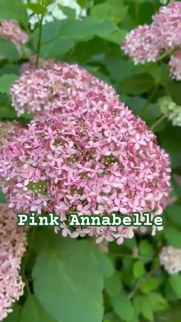 #pink #annabelle #hydrangea#hortensia#гортензия#garden#гортензія#flowers#shorts#?